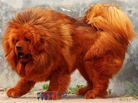 The Most Expensive Dog in the World